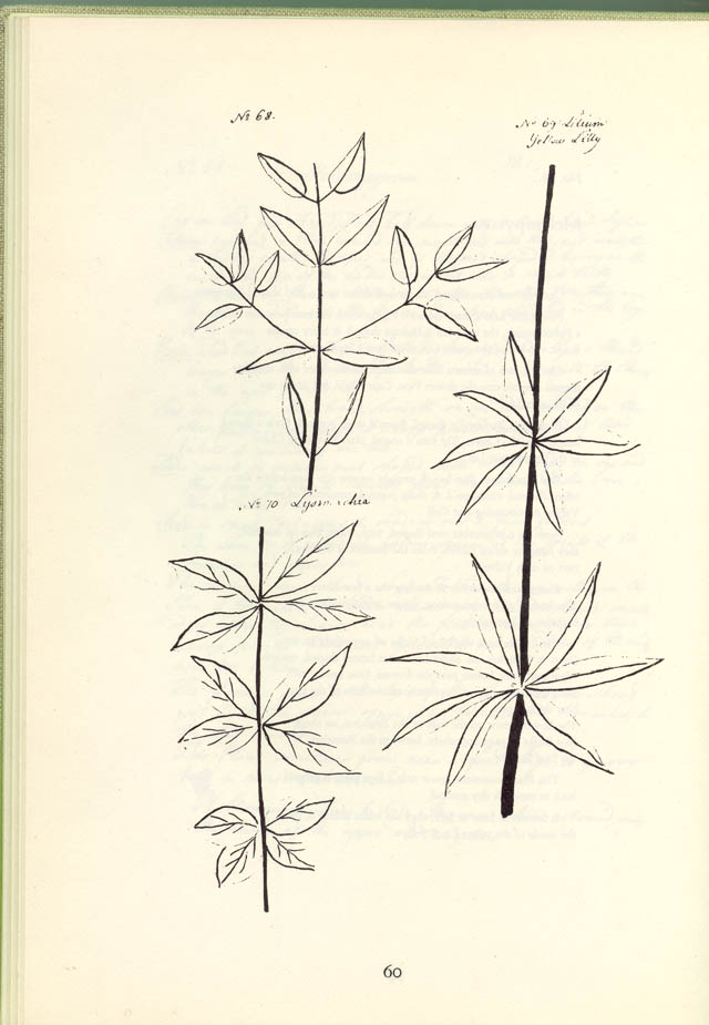 Page 60 of Botanic Manuscript by Jane Colden